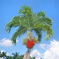 christmas palm